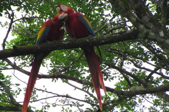 Carara Biological Reserve