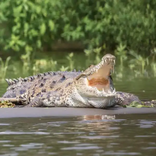 Crocs and Birds