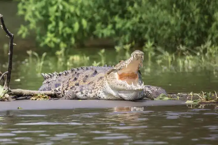 Crocs and Birds