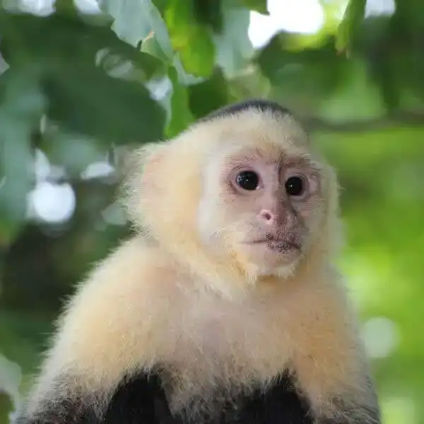 Manuel Antonio Monkey Tour