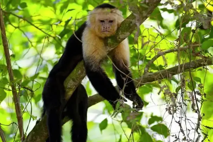 Manuel Antonio Monkey Tour